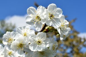 fiori di ciliegio